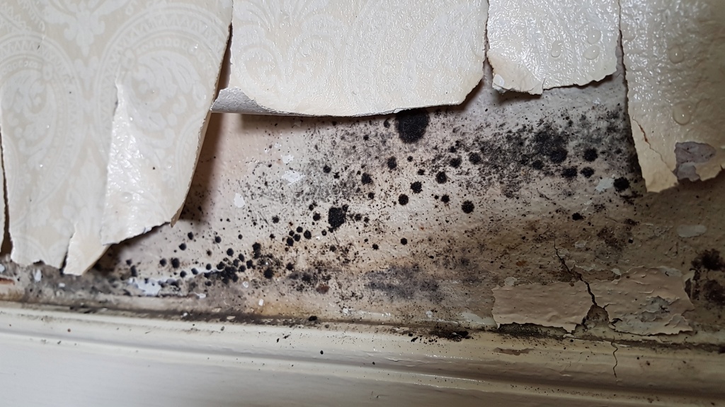 Damp and mould on the wall of a UK property interior — a common survey finding